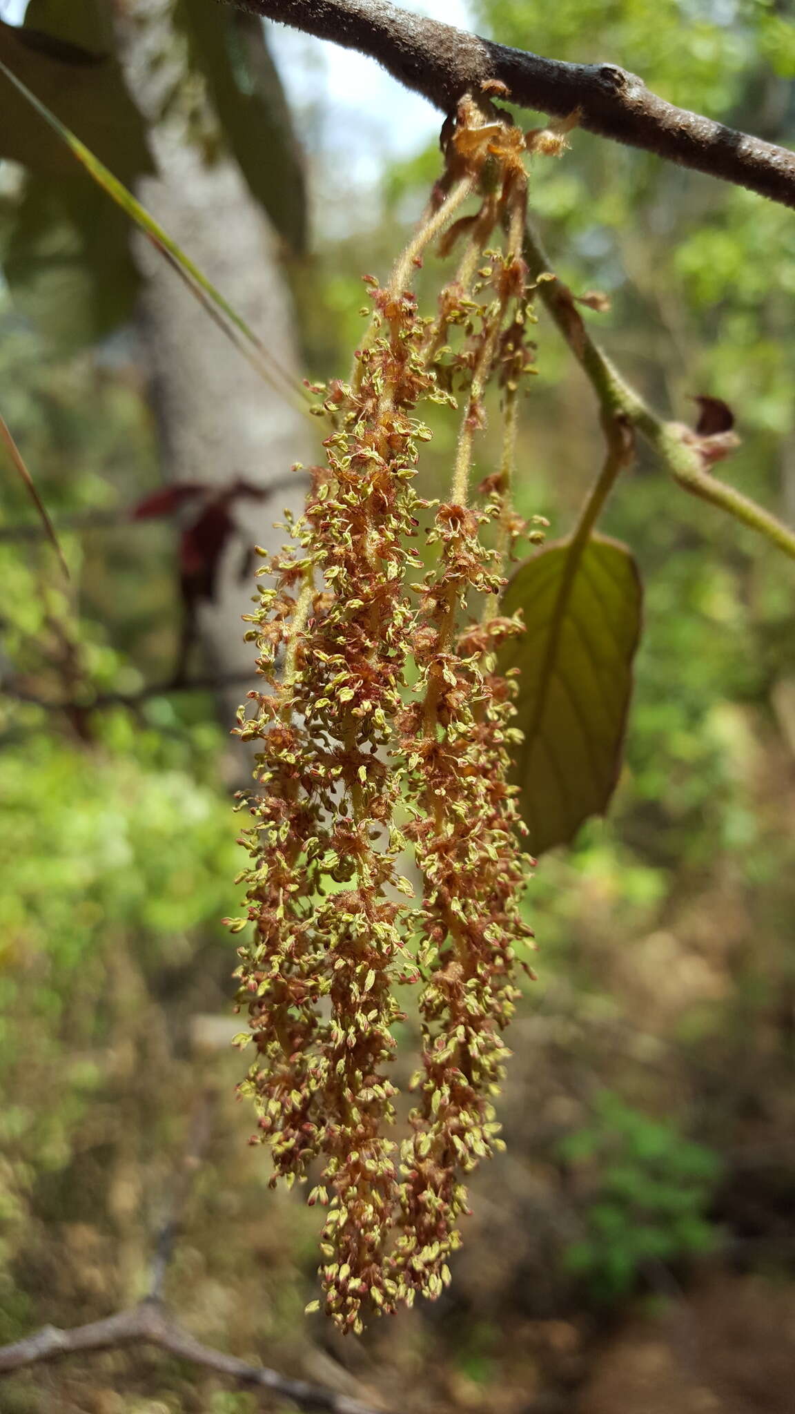 Imagem de Quercus candicans Née