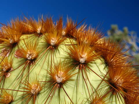 Image of Dollar-joint Prickly-pear