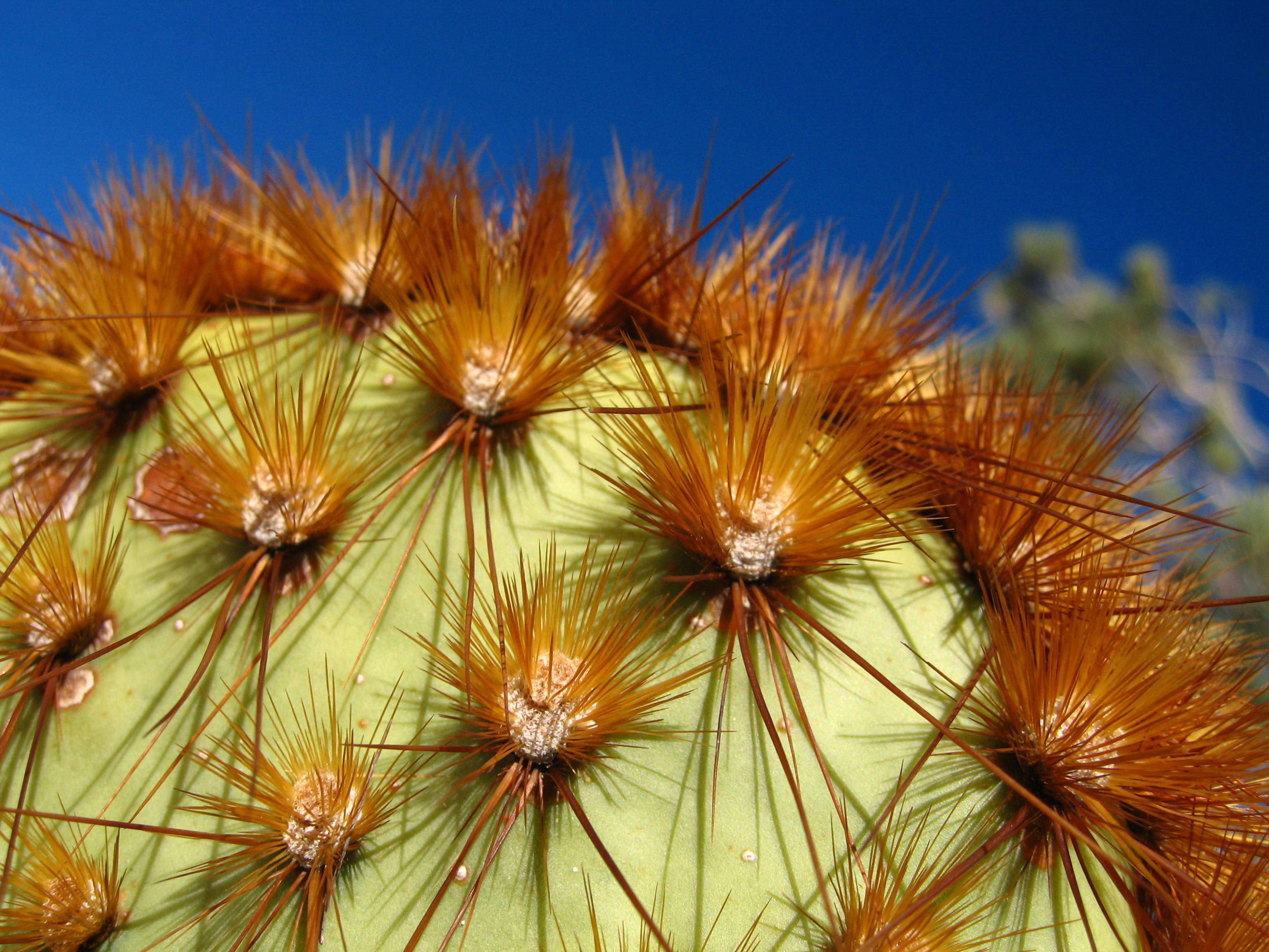 Image of Dollar-joint Prickly-pear