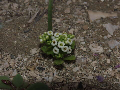 Image of Menonvillea minima Rollins