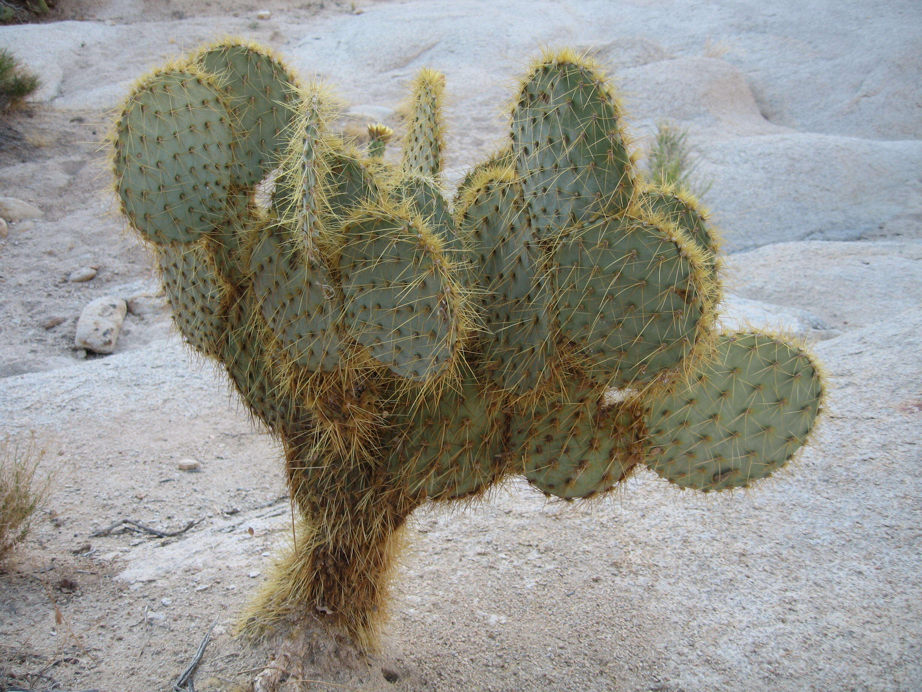 Image of Dollar-joint Prickly-pear