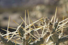 Image of branched pencil cholla