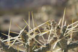 Imagem de Cylindropuntia ramosissima (Engelm.) F. M. Knuth