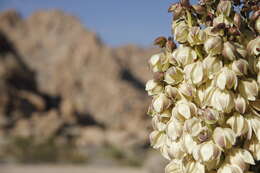 Image of Mojave yucca