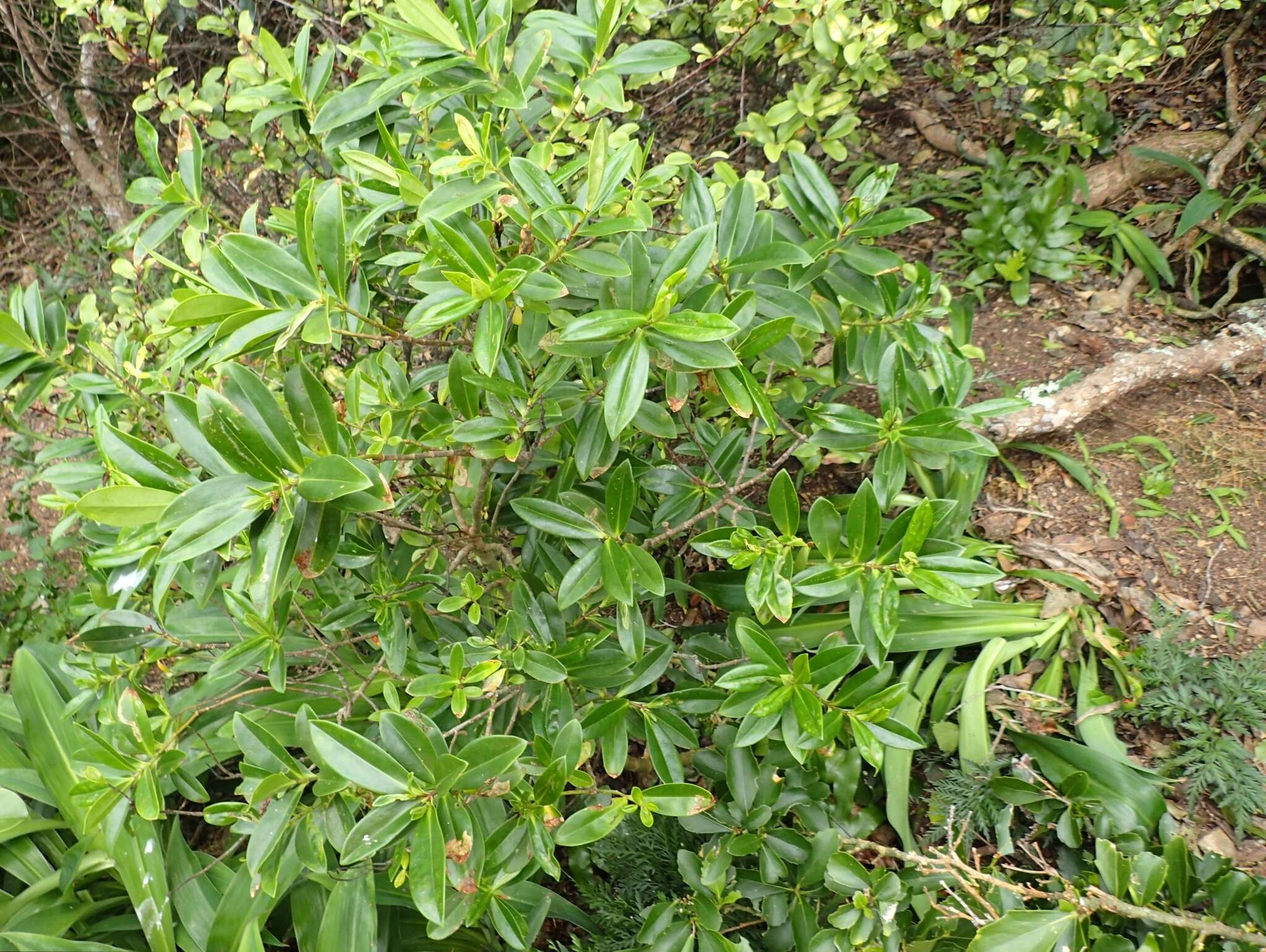 Image of Veronica bollonsii Cockayne