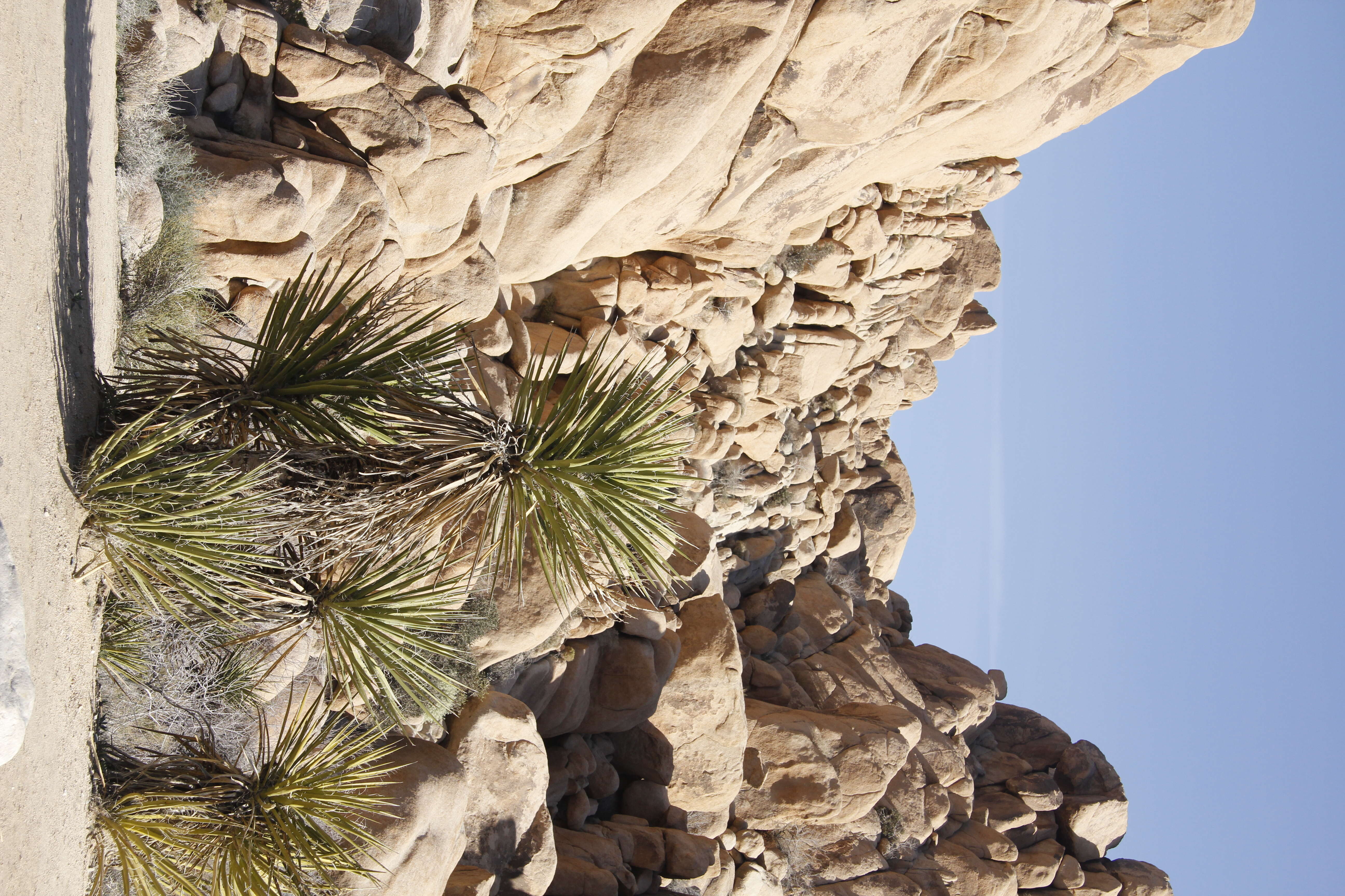 Image of Mojave yucca