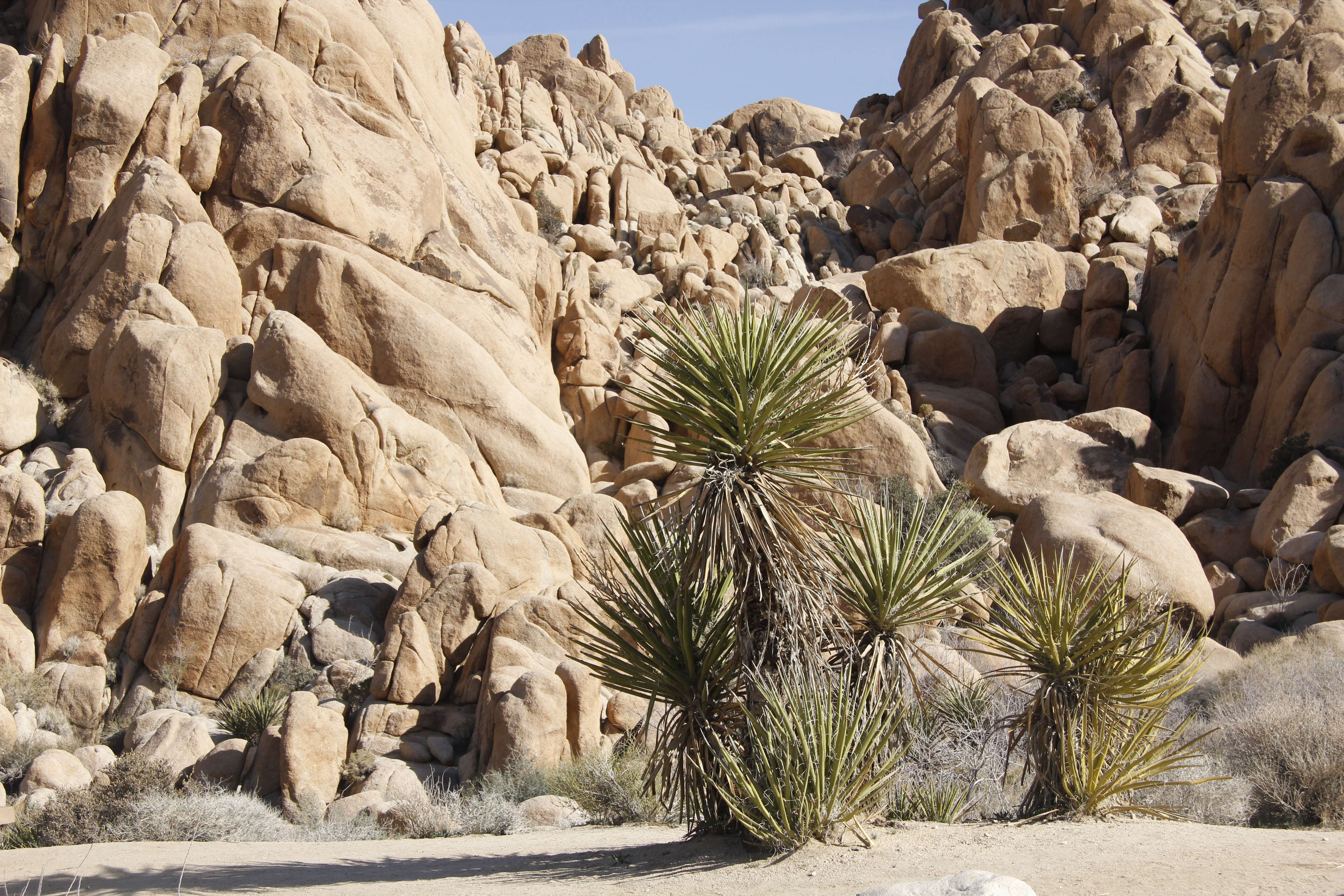 Image of Mojave yucca