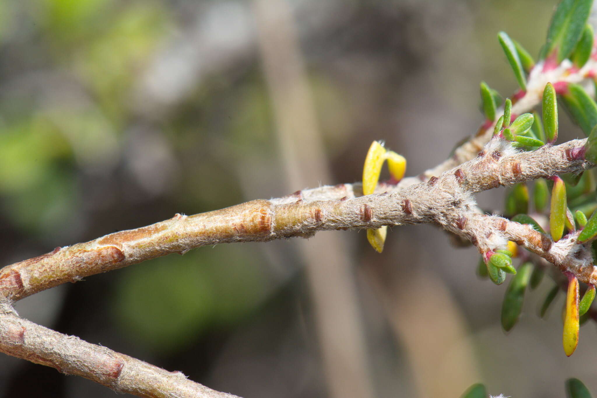 Image of Pimelea cryptica C. J. Burrows & Enright