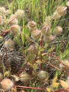 Limnanthes floccosa subsp. floccosa的图像