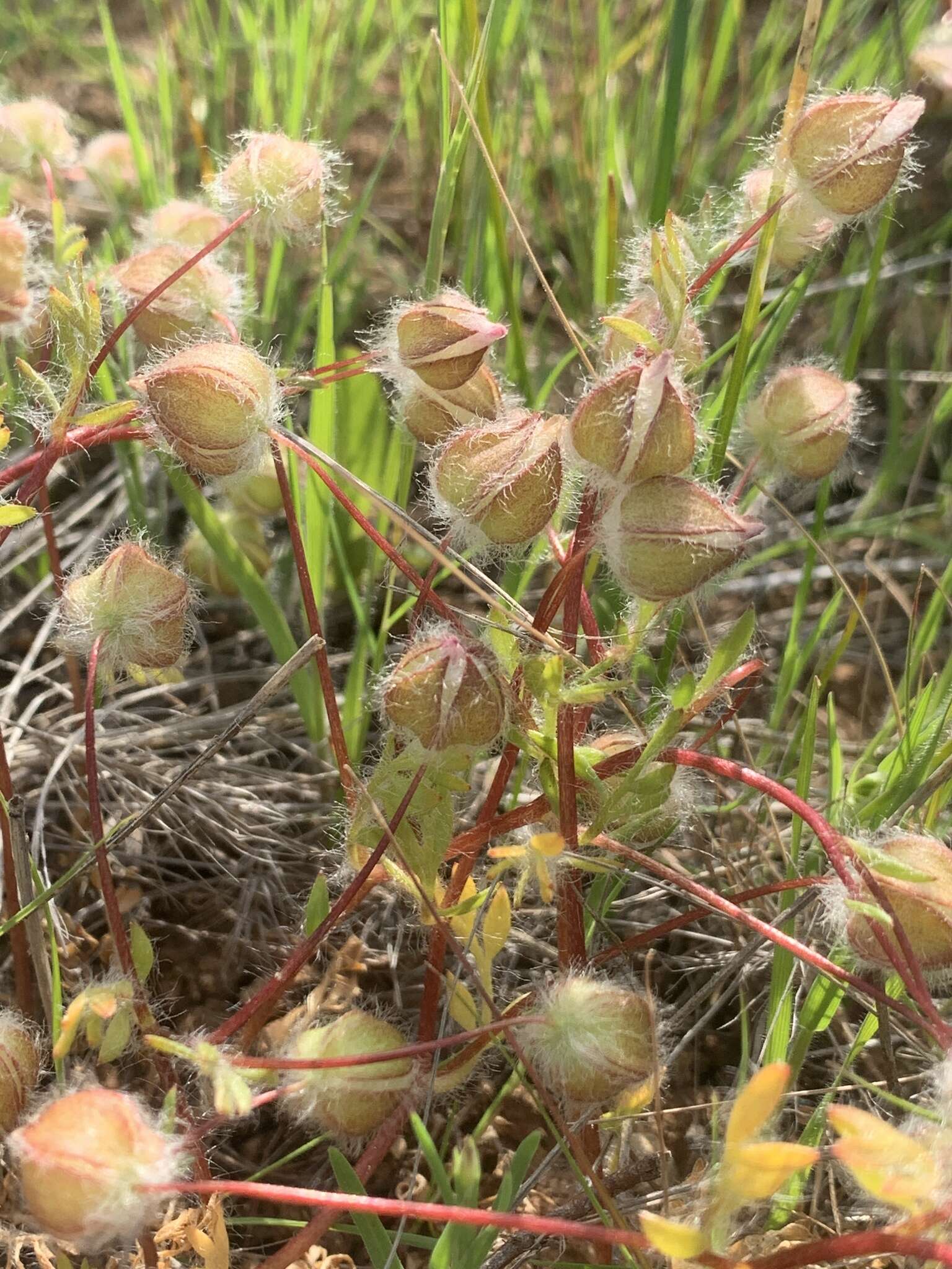 Limnanthes floccosa subsp. floccosa的图像