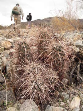 Image of Engelmann's hedgehog cactus