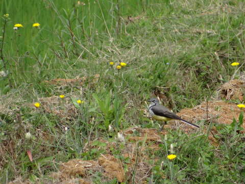 Image of Madagascan Wagtail