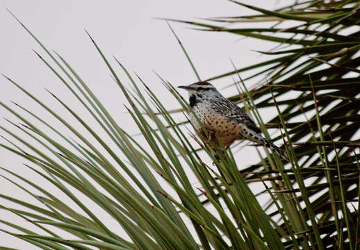 Image of Cactus Wren