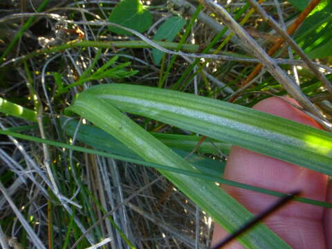 Image de Albuca juncifolia Baker