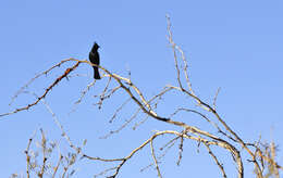 Image of Phainopepla Baird & SF 1858