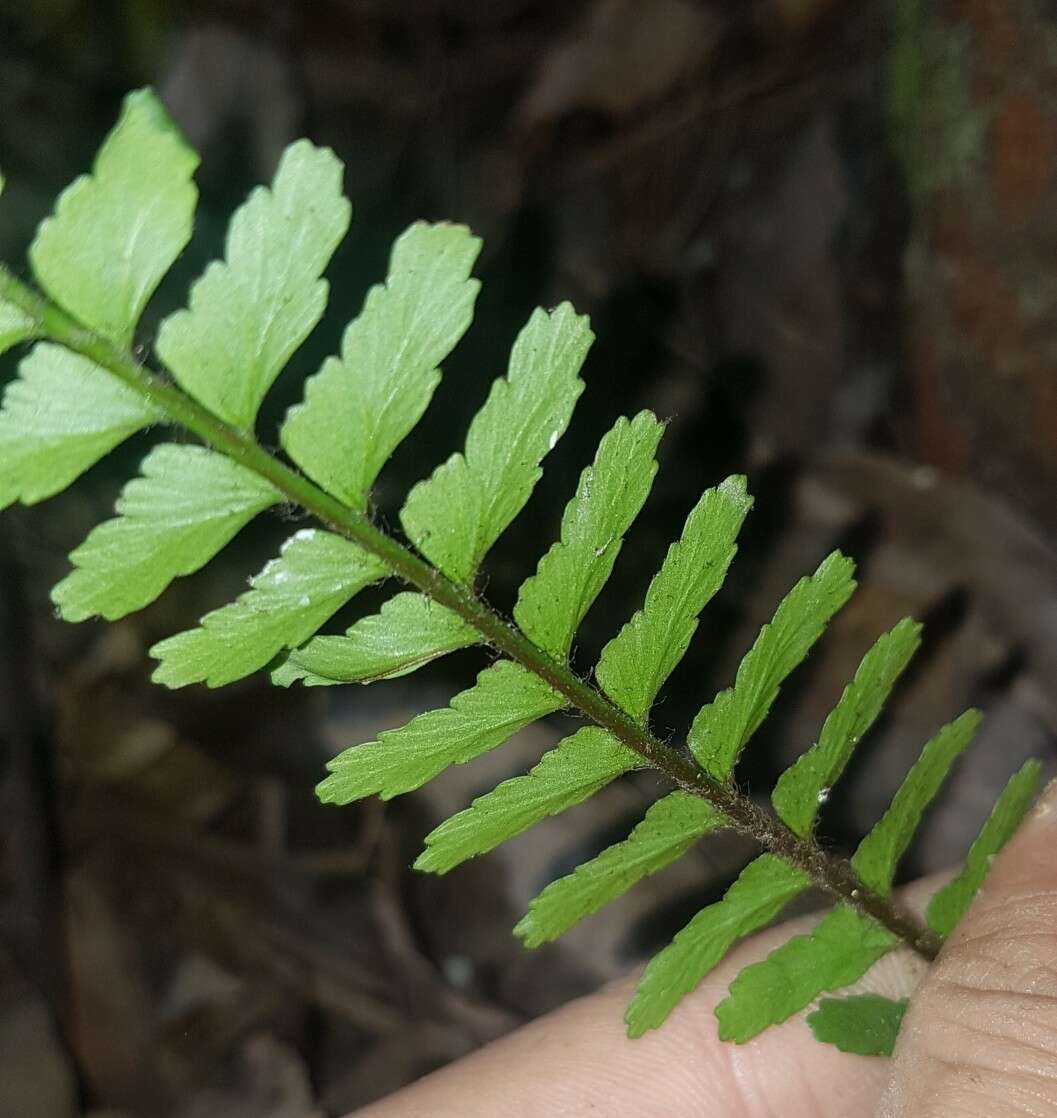 Image de Asplenium crinicaule Hance