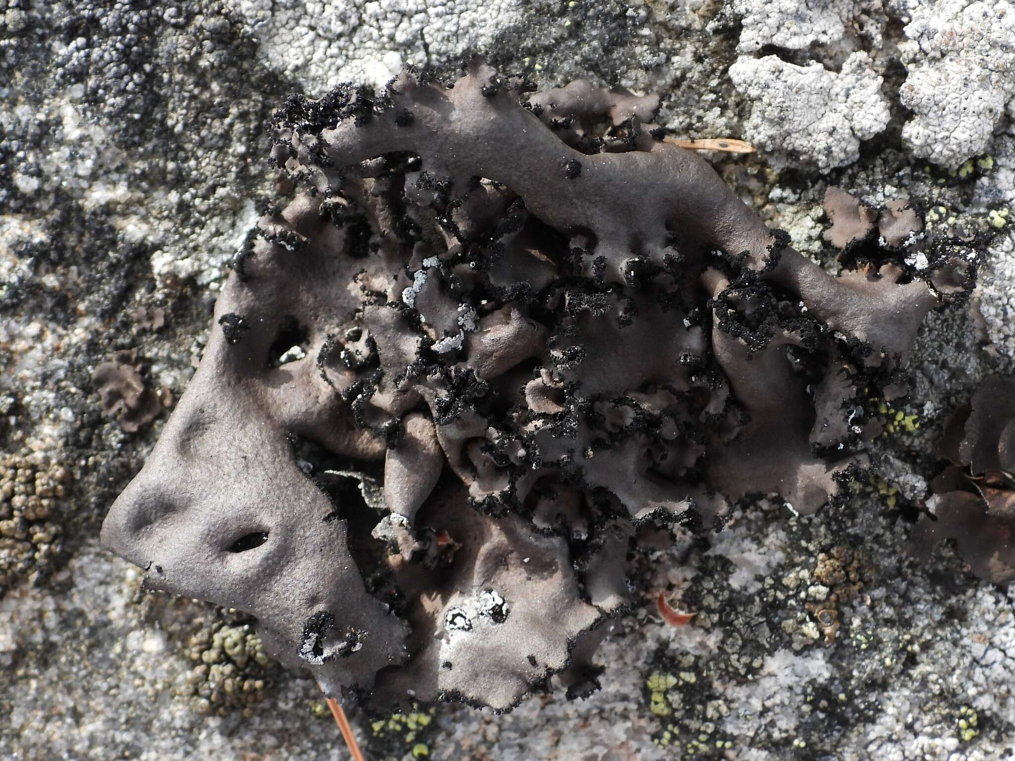 Image of manyroot navel lichen