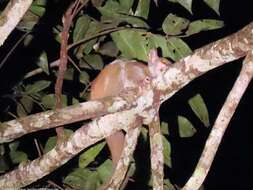 Image of Elegant Galago