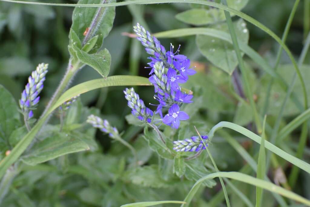 Image de Veronica teucrium L.