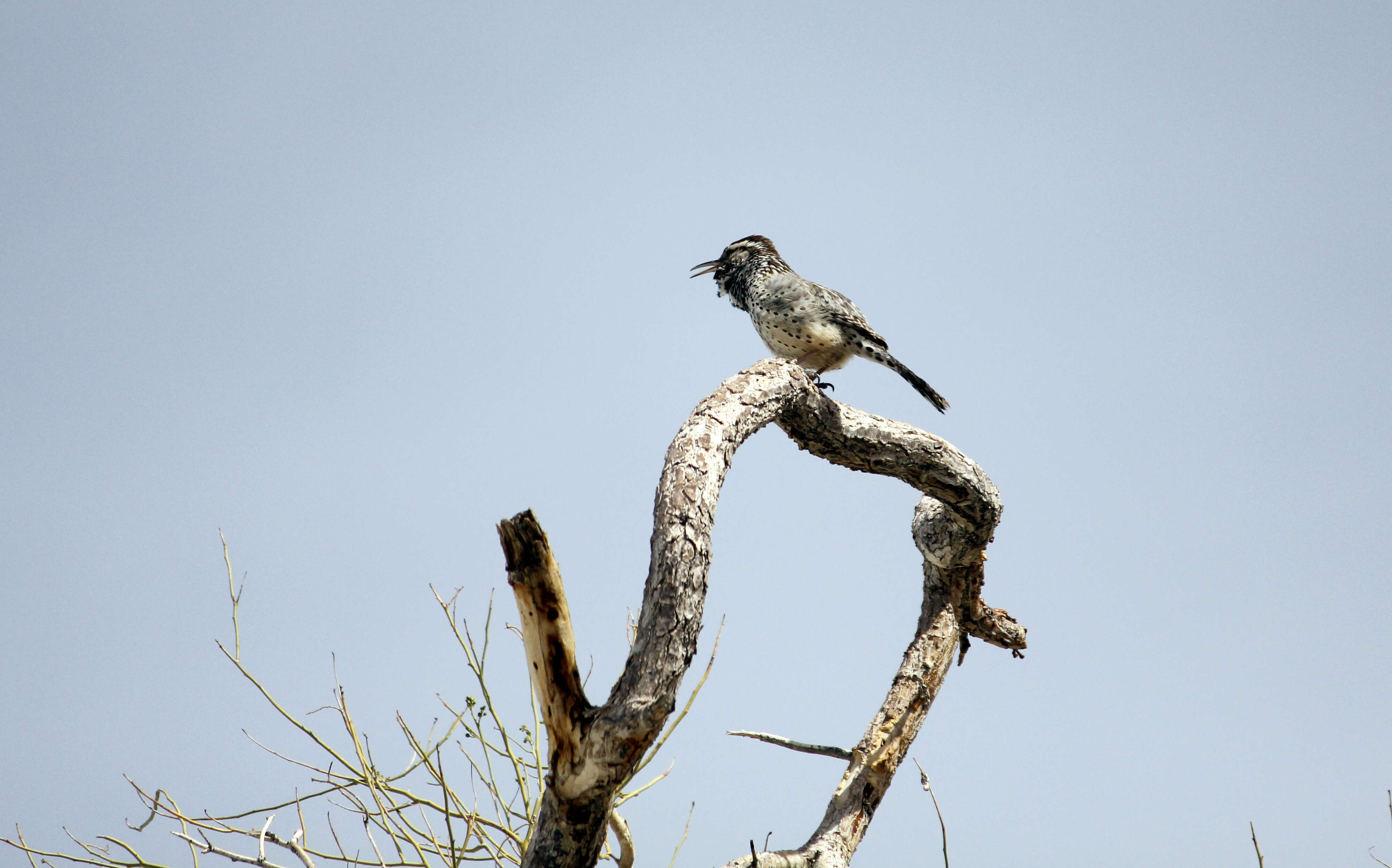 Image of Cactus Wren