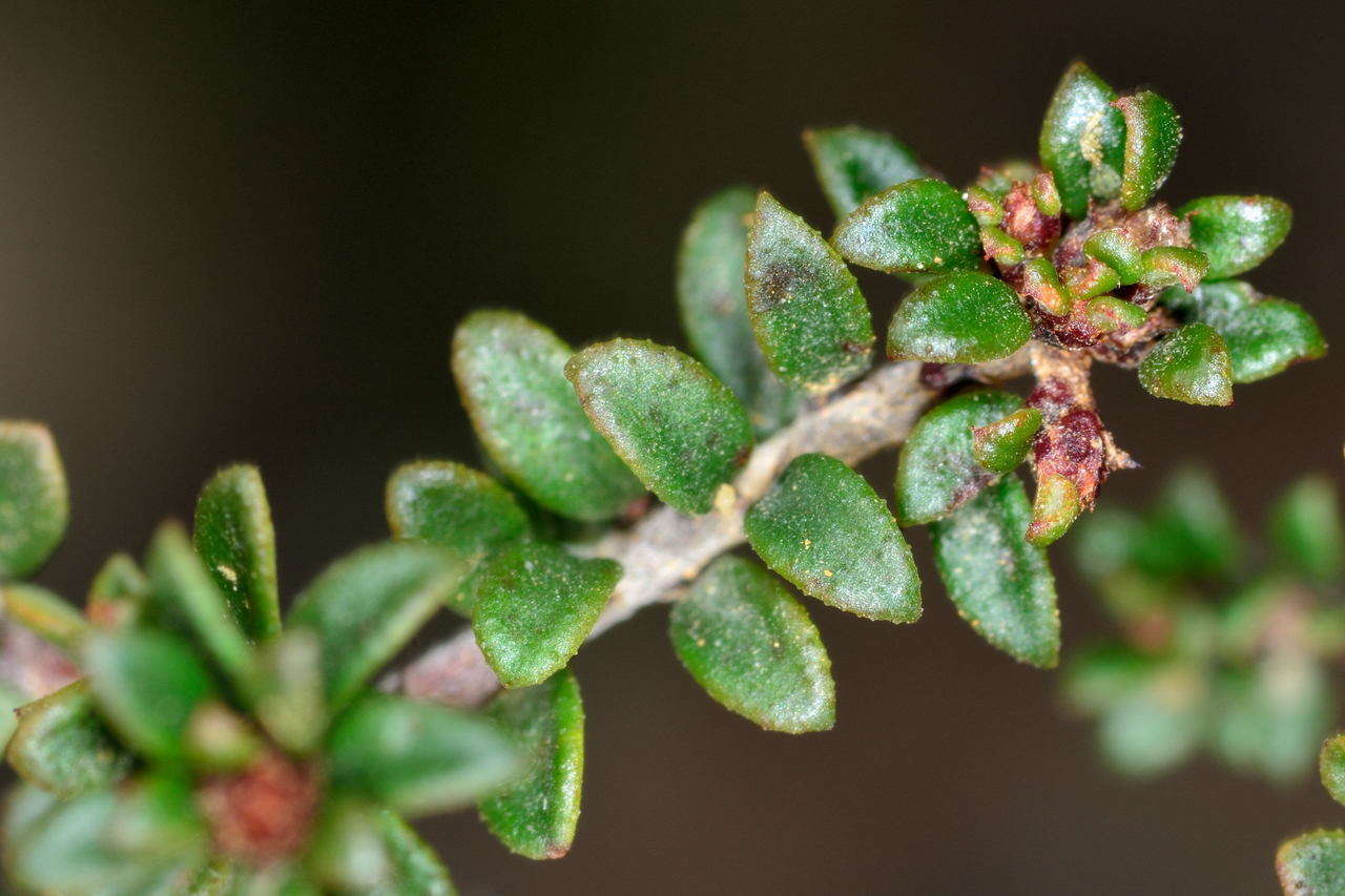 Image of Pultenaea gunnii subsp. tuberculata