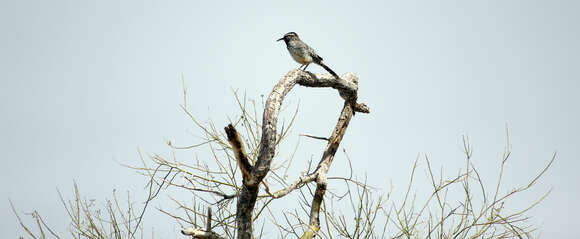 Imagem de Campylorhynchus brunneicapillus (Lafresnaye 1835)