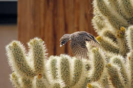 Image of Cactus Wren