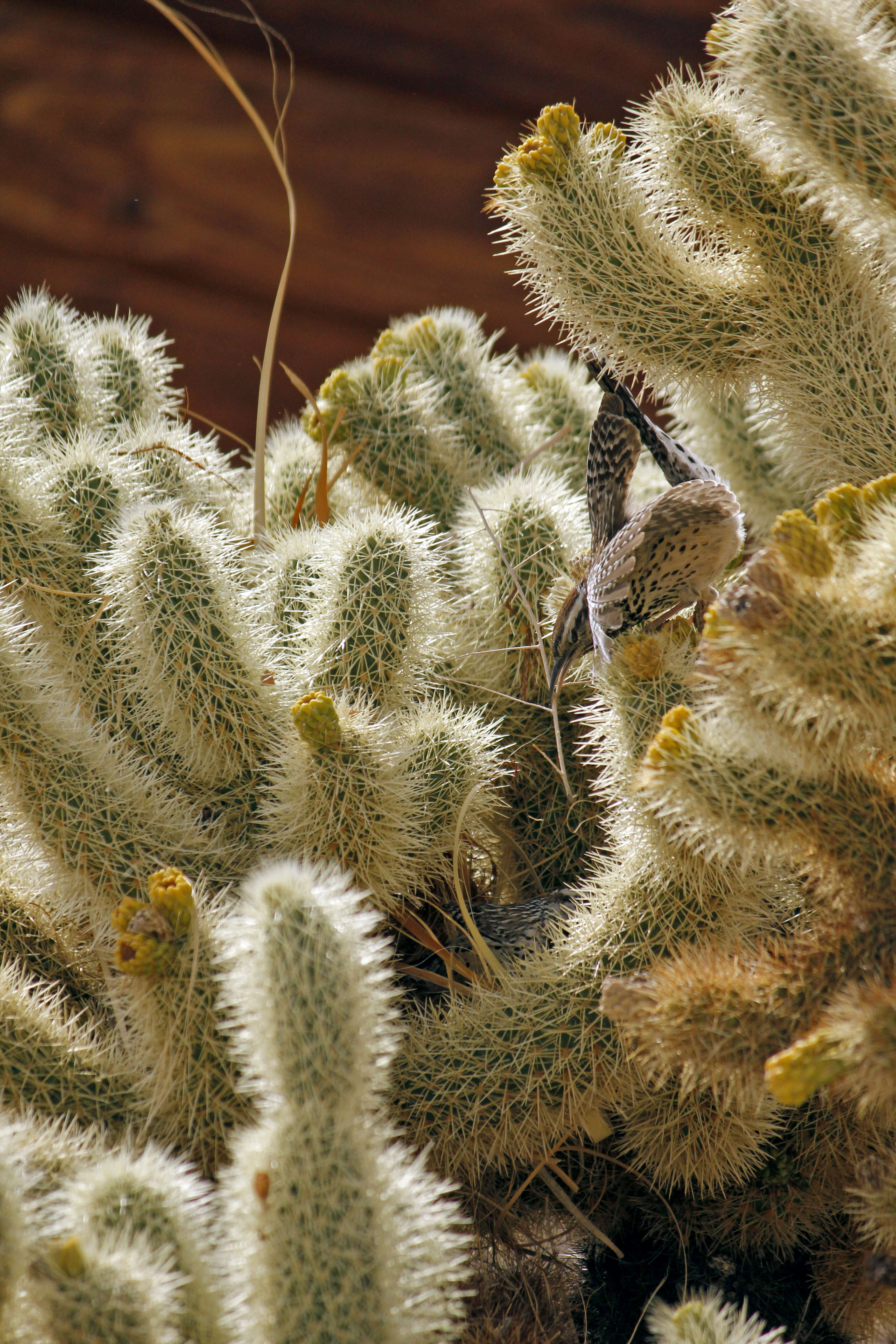 Image of Cactus Wren