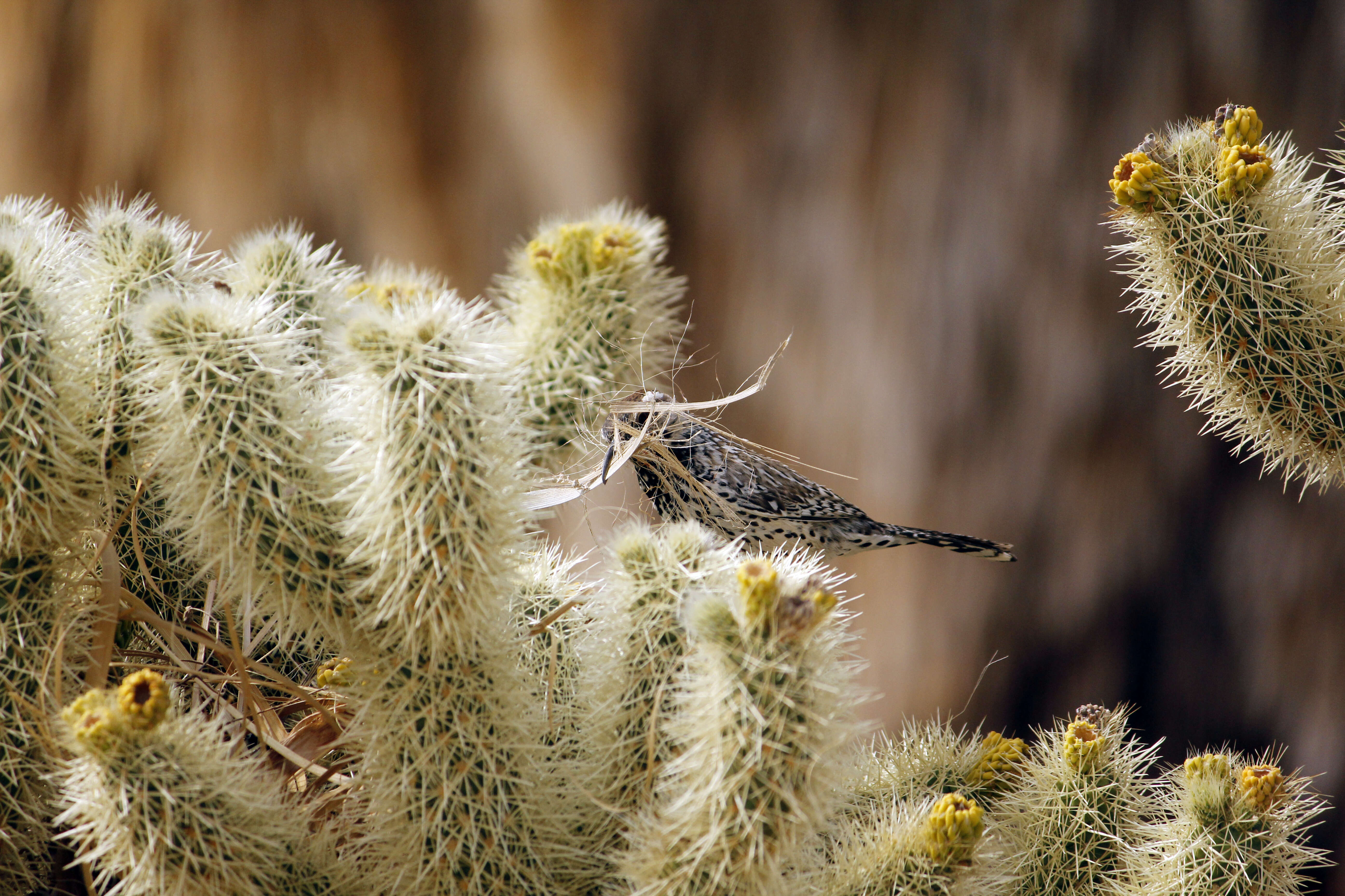 Image of Cactus Wren