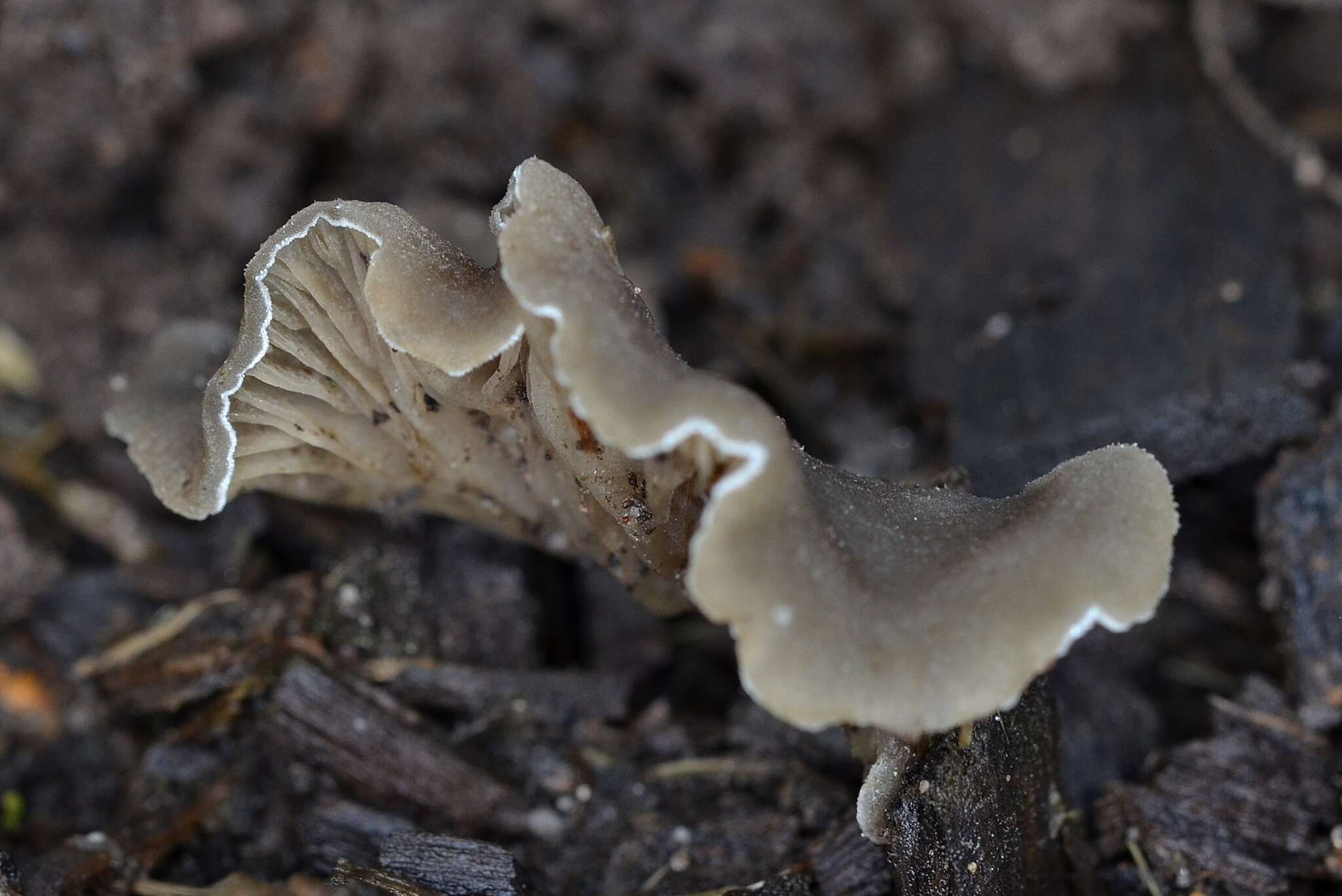 Image of Arrhenia acerosa (Fr.) Kühner 1980