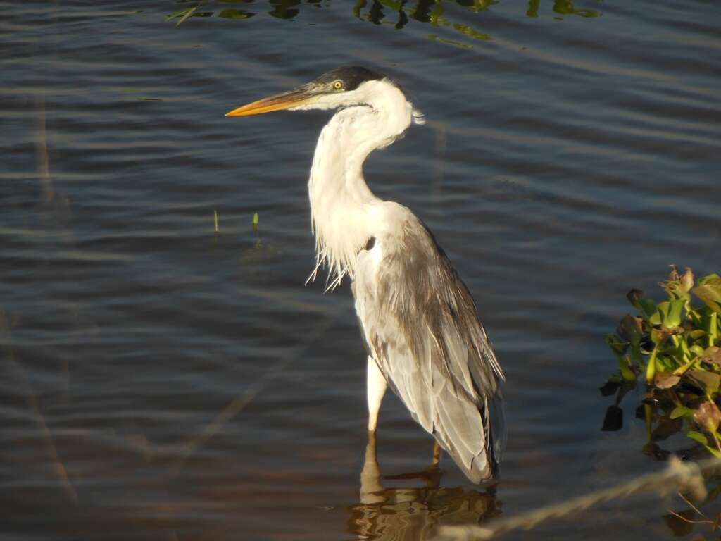 Image of Cocoi Heron