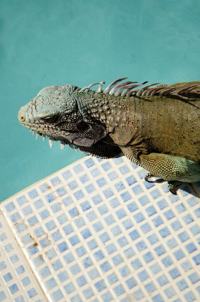 Image of Green iguana