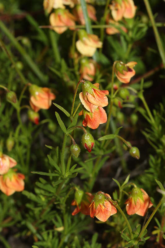 Image of Hermannia pinnata L.