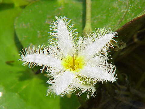 Image of Water-snowflake