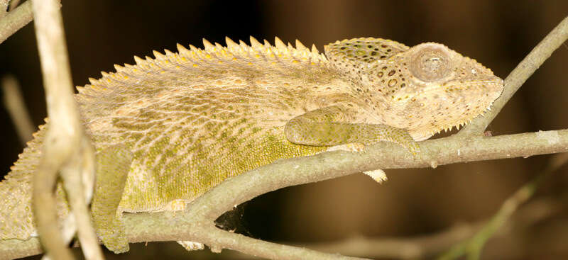 Image of Warty Chameleon
