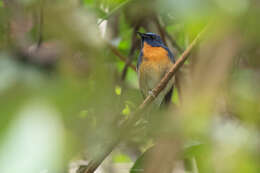 Image of Chinese Blue Flycatcher