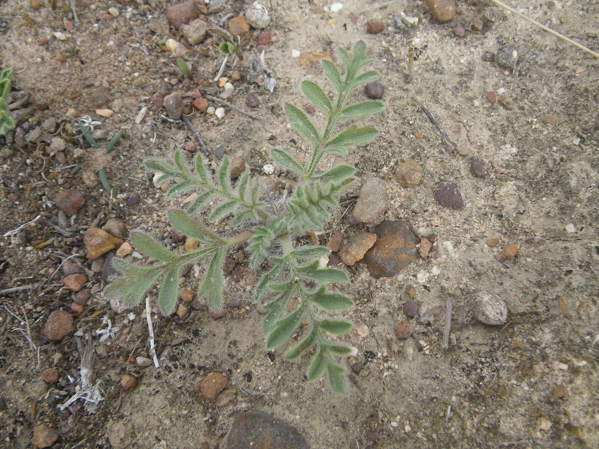 Image of Pelargonium auritum (L.) Willd.