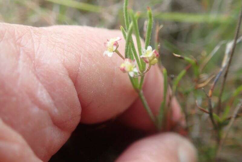 Image of Centella virgata (L. fil.) Drude