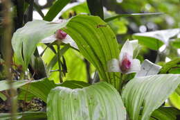 Imagem de Lycaste guatemalensis Archila