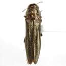 Image of Agrilus bespencus Barr 2008