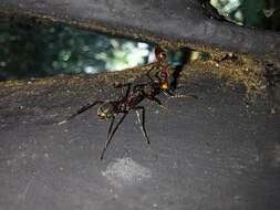 Dolichoderus decollatus Smith 1858的圖片