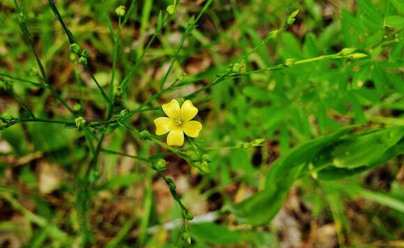 Image of stiff yellow flax