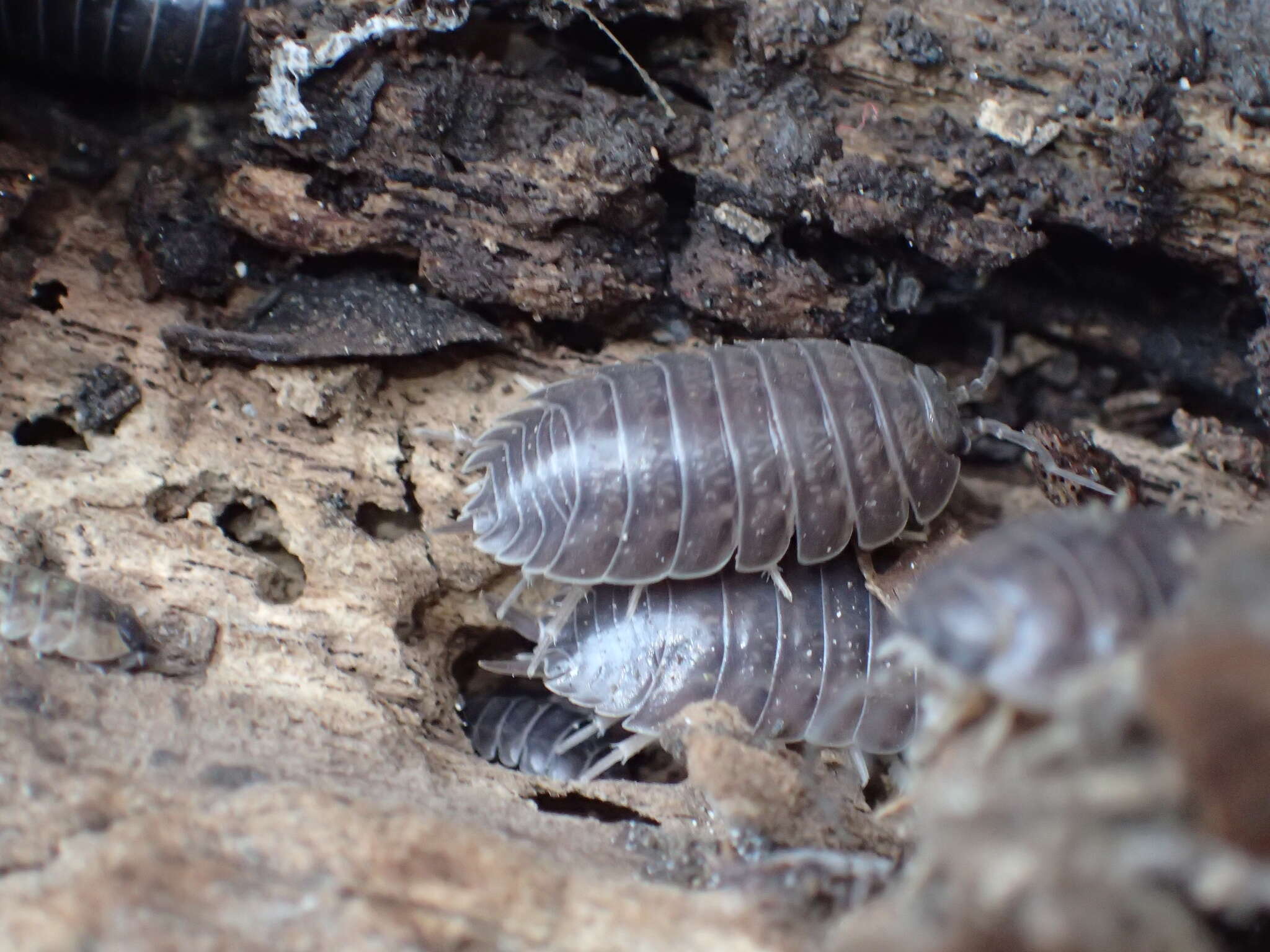 Image of Isopod