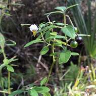 Image of Glowing Nightshade