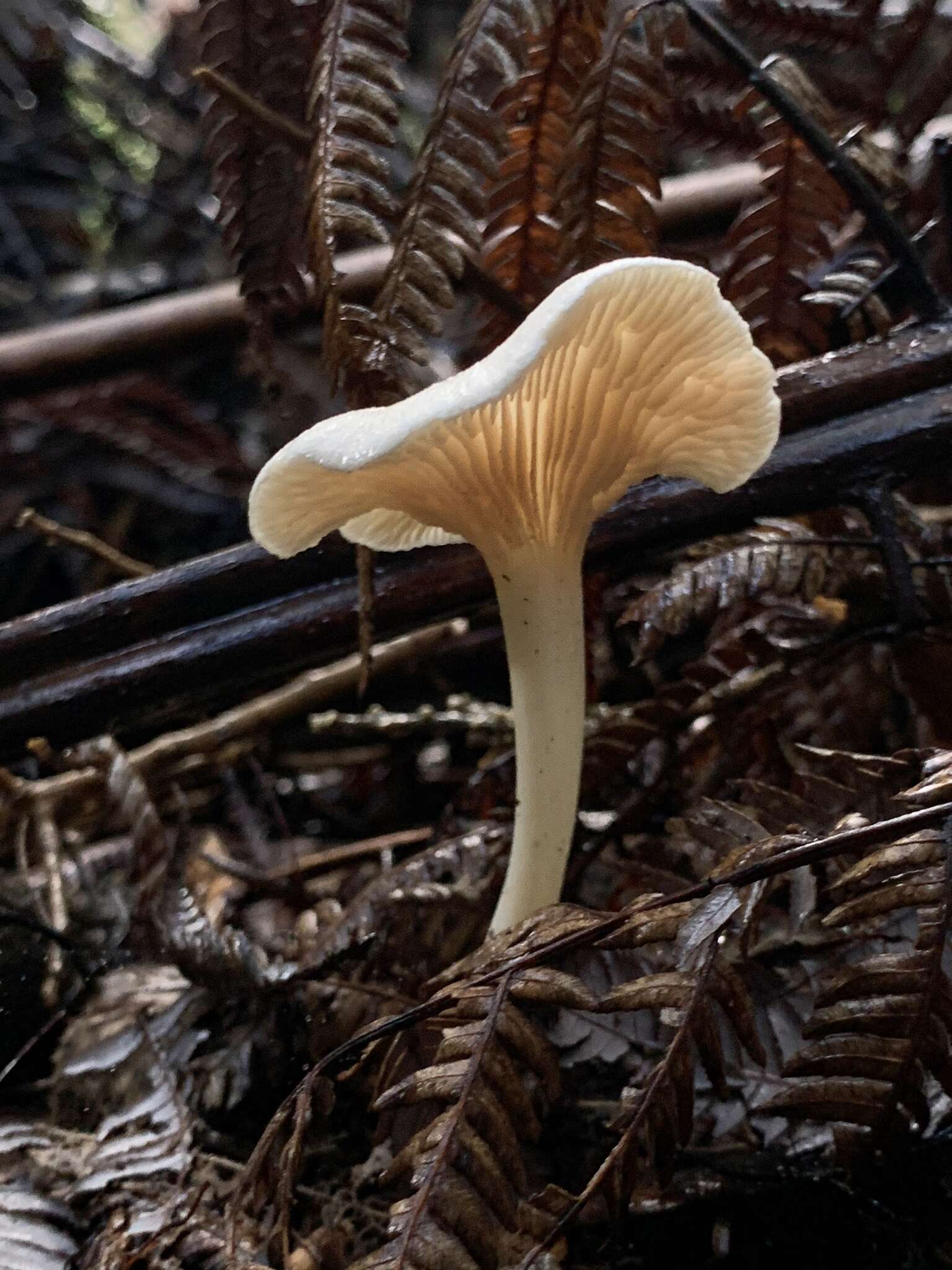 Image of Entoloma peralbidum E. Horak 1973