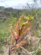 Слика од Alchornea alnifolia (Bojer ex Baill.) Pax & K. Hoffm.