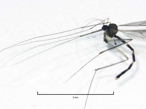 Image of Phthinia longiventris Tonnoir & Edwards 1927