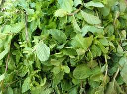 Image of wild mint