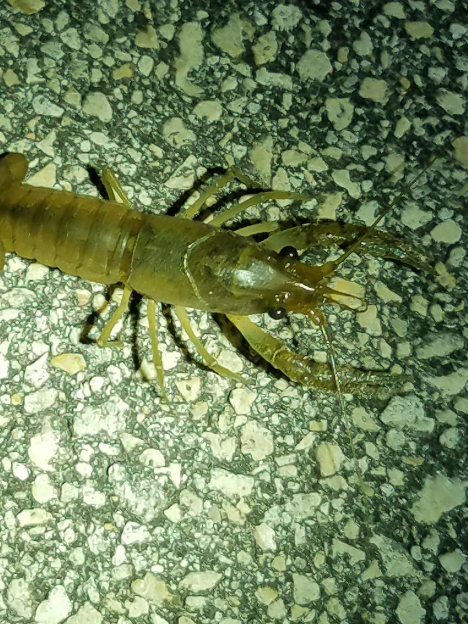 Image of Deceitful Crayfish