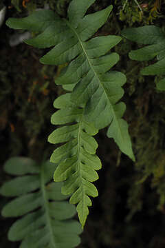 Image de Polypodium amorphum Suksdorf